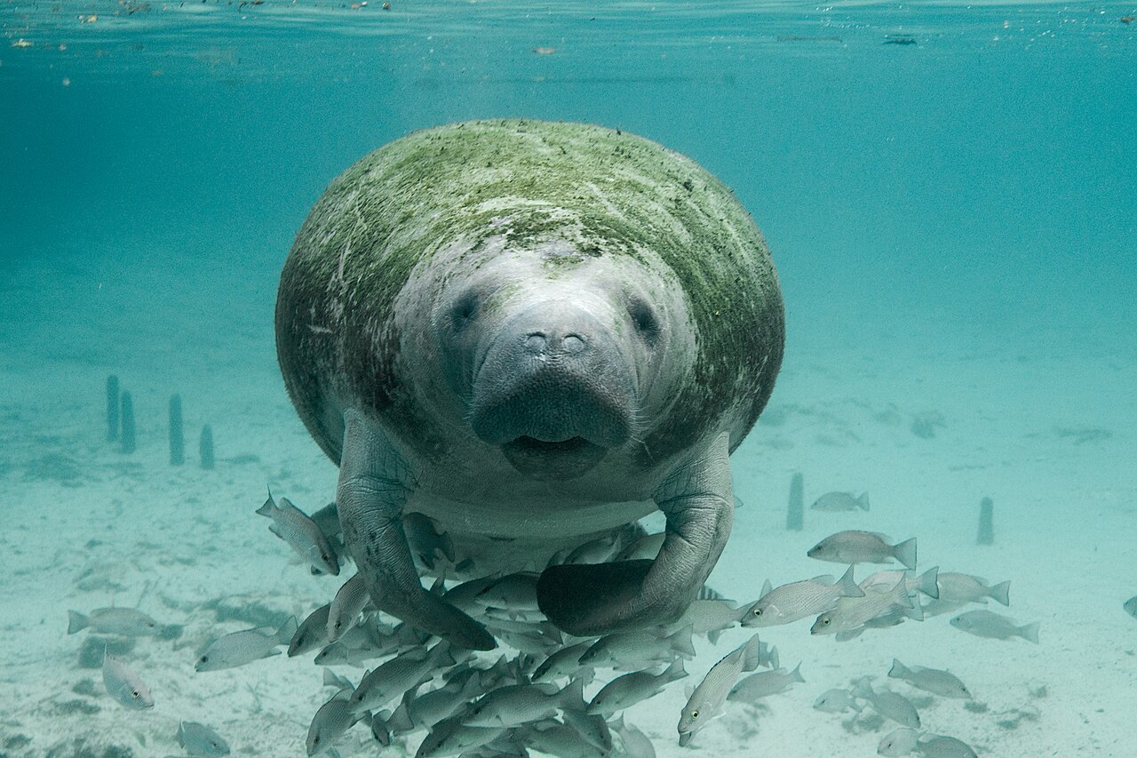 Florida manatee swimming underwater