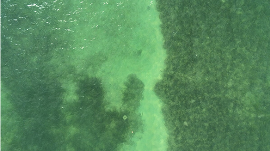 Seagrass restoration area in Florida waters